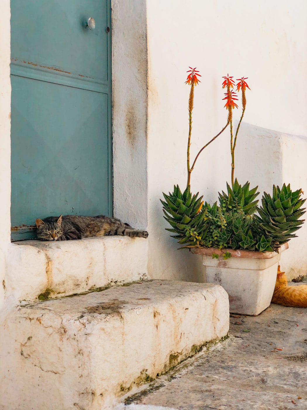 a cat sleeping on the steps of an entryway of a house with a blue door in ostuni puglia