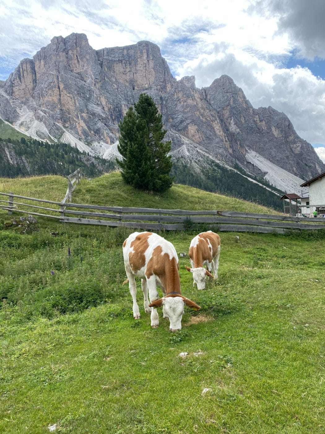 a cow grazing in an alpine meadow in the dolomites