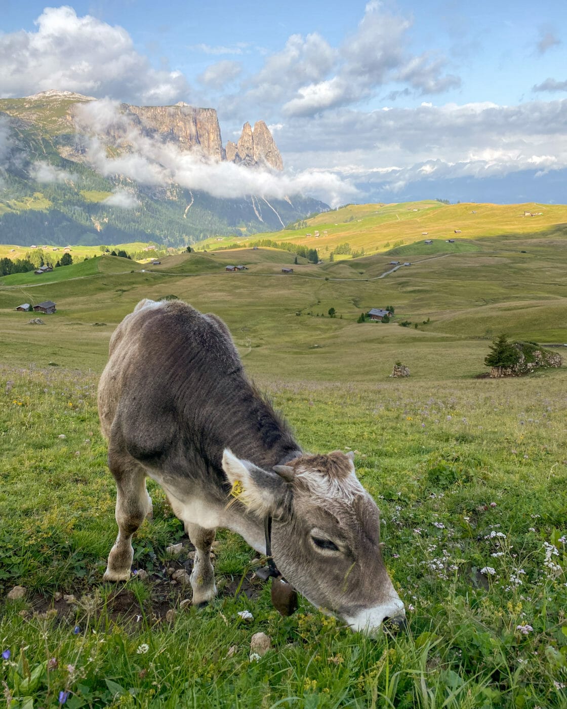 cows grazing in the Dolomites