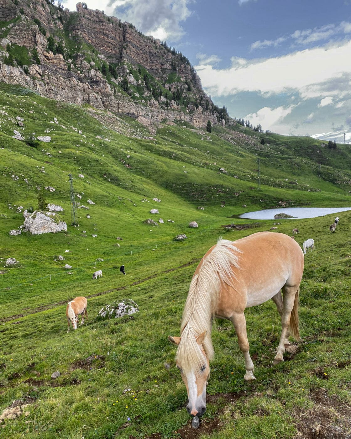 horses freely grazing in Seiser Alm