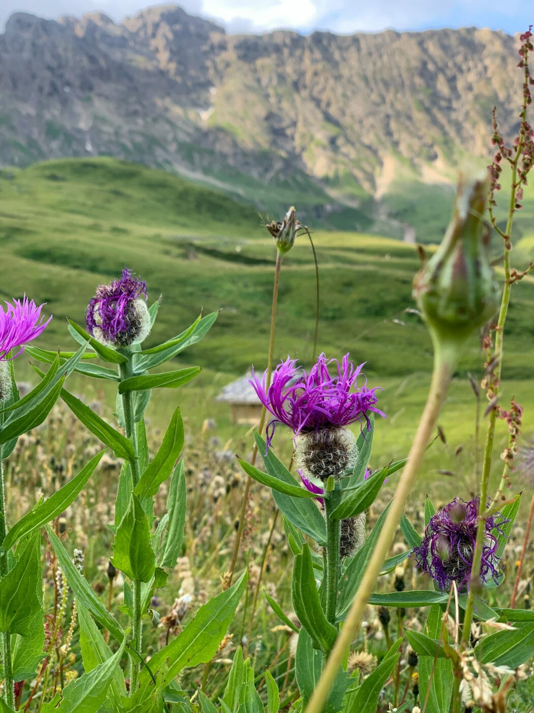 pink alpine flowers with the dolomite mountains in the background in Alpe di Siusi