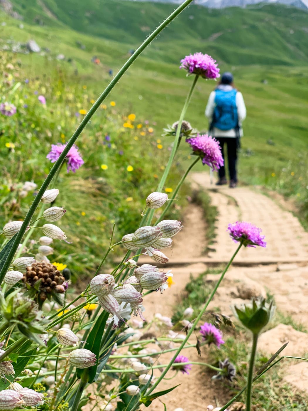 alpine flowers with a hiker in the background