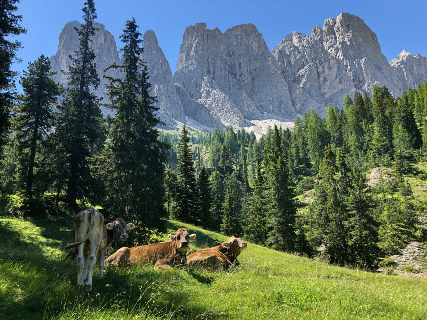 cows grazing and resting in the dolomites along the Adolf Munkel trail