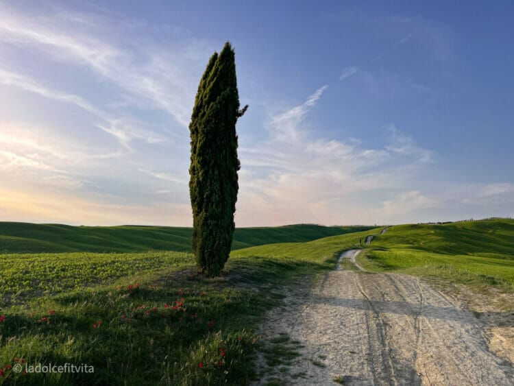 a lone cypress tree on the side of dirt road in the rolling hills of tuscany italy
