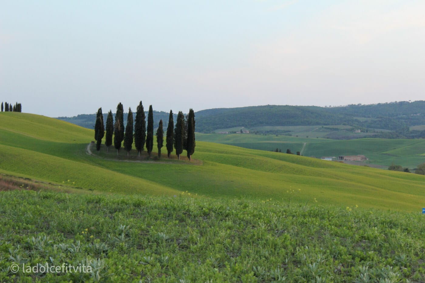 the beautiful cipressi di san quirico d'orcia (cypress tree grove) amongst the beautiful green rolling hills of tuscany