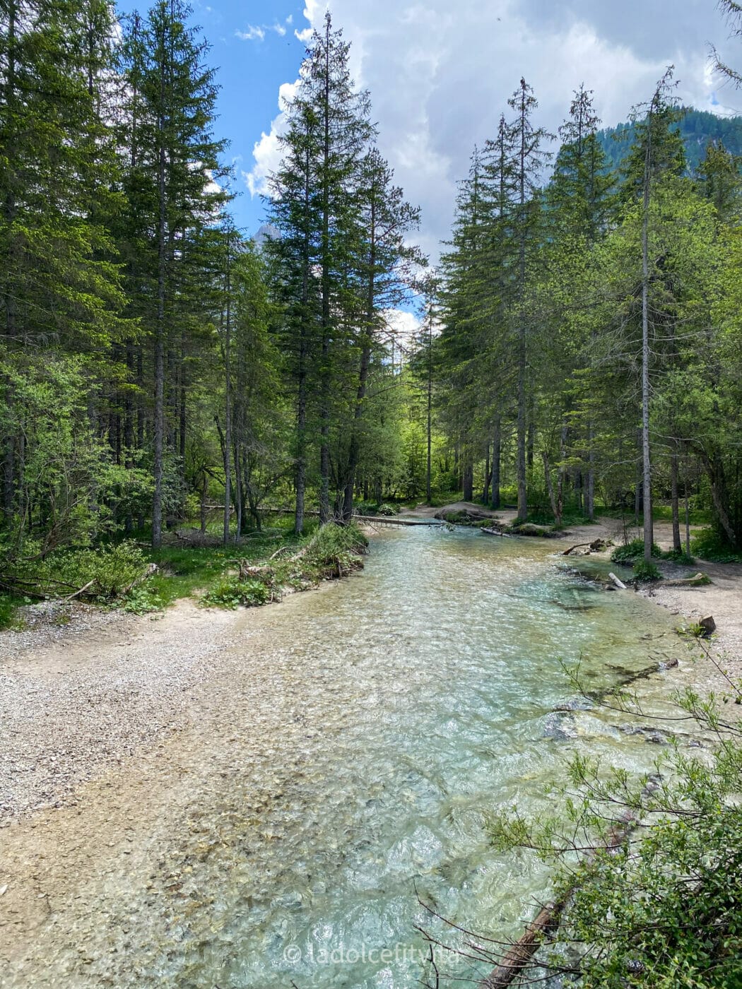 Turquoise Rienza river with bordering pine trees on the shoreline