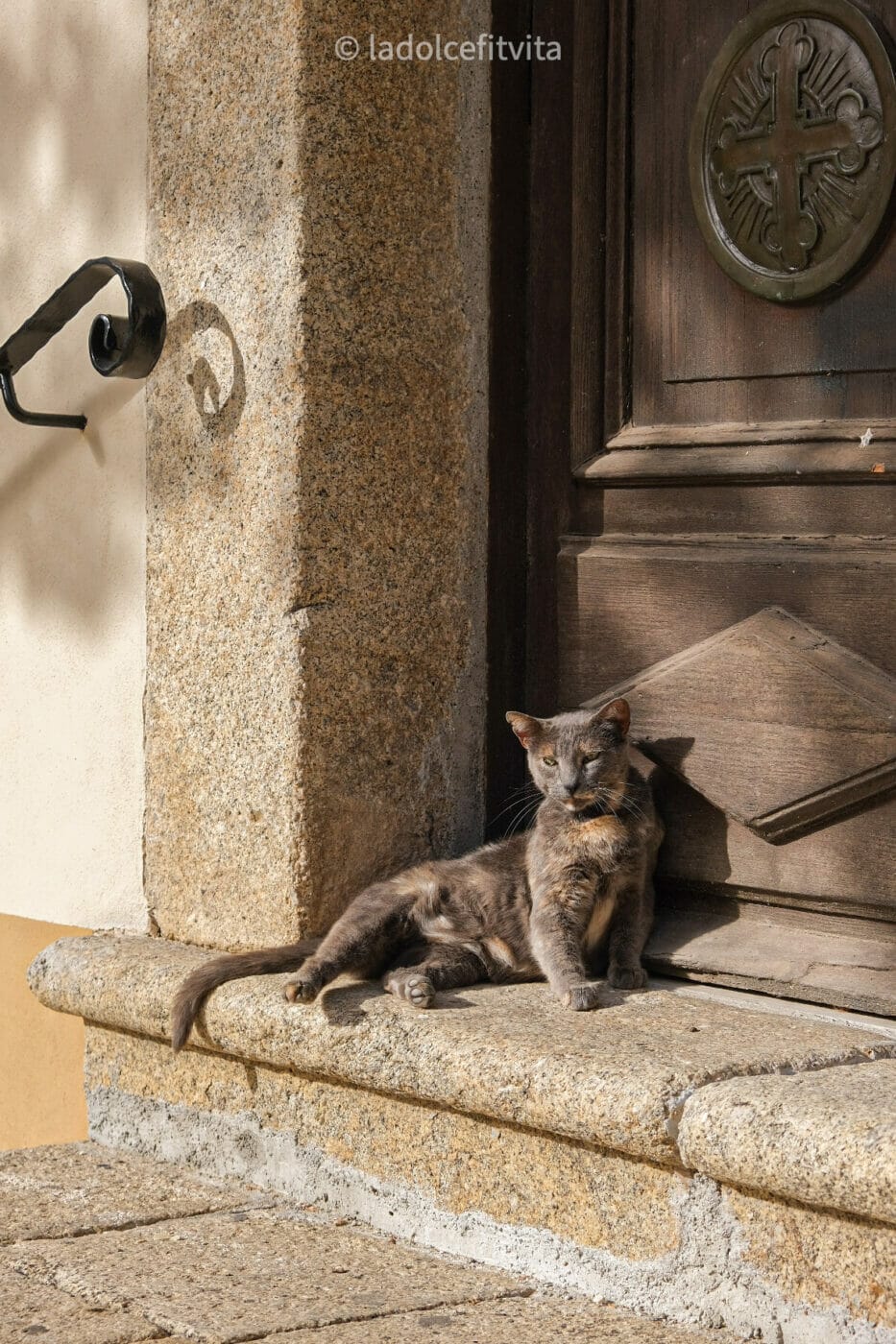 a lovely cat basking in the sun of a doorway in Tropea Calabria